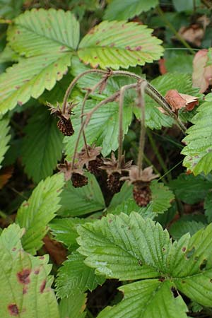 Fragaria moschata / Hautbois Strawberry, D Siegen 20.8.2022