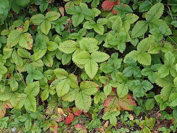 Fragaria moschata \ Zimt-Erdbeere / Hautbois Strawberry, D Siegen 20.8.2022