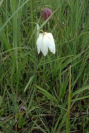 Fritillaria meleagris \ Gewhnliche Schachblume, Schachbrett-Blume / Fritillary, D Mörfelden 21.4.2023