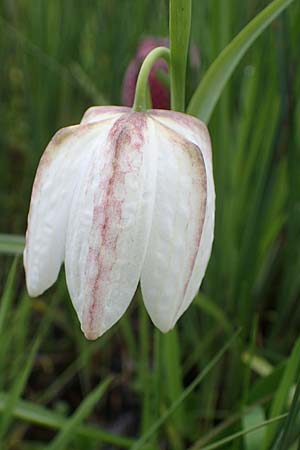 Fritillaria meleagris \ Gewhnliche Schachblume, Schachbrett-Blume, D Mörfelden 21.4.2023