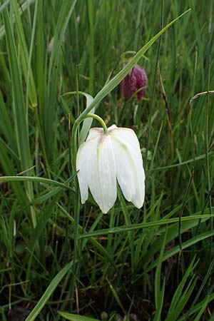 Fritillaria meleagris / Fritillary, D Mörfelden 21.4.2023