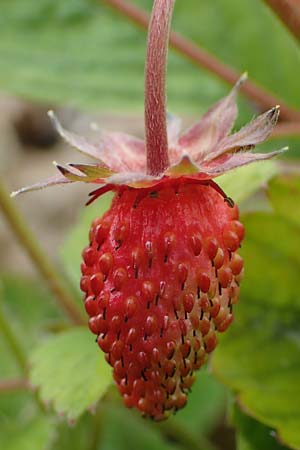 Fragaria vesca \ Wald-Erdbeere, D Thüringen, Kannawurf 16.6.2023