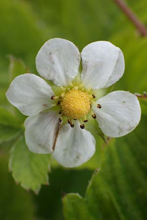 Fragaria vesca \ Wald-Erdbeere / Wild Strawberry, D Thüringen, Kannawurf 16.6.2023