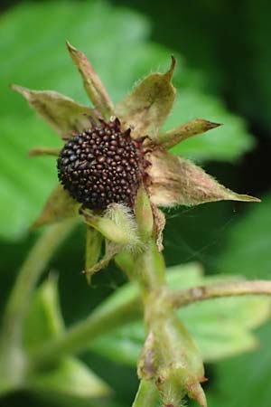 Fragaria moschata \ Zimt-Erdbeere, D Siegen 29.7.2023