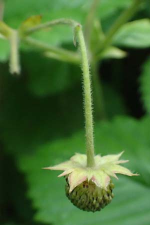 Fragaria moschata / Hautbois Strawberry, D Siegen 29.7.2023