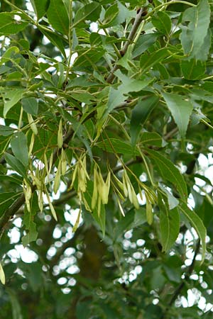 Fraxinus pennsylvanica \ Grn-Esche, Rot-Esche / Green Ash, D Zwingenberg am Neckar 8.9.2015