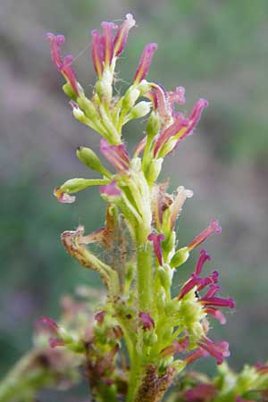 Fraxinus pennsylvanica \ Grn-Esche, Rot-Esche, D Zwingenberg am Neckar 21.4.2015