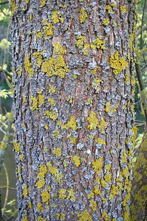 Fraxinus pennsylvanica \ Grn-Esche, Rot-Esche / Green Ash, D Zwingenberg am Neckar 21.4.2015