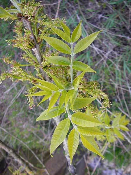 Fraxinus pennsylvanica / Green Ash, D Zwingenberg am Neckar 21.4.2015