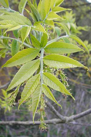 Fraxinus pennsylvanica \ Grn-Esche, Rot-Esche / Green Ash, D Zwingenberg am Neckar 21.4.2015