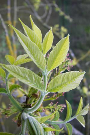 Fraxinus pennsylvanica \ Grn-Esche, Rot-Esche / Green Ash, D Zwingenberg am Neckar 21.4.2015