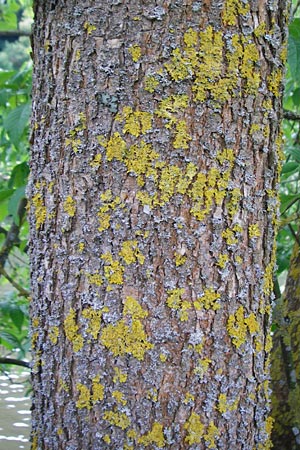 Fraxinus pennsylvanica \ Grn-Esche, Rot-Esche / Green Ash, D Zwingenberg am Neckar 31.5.2015