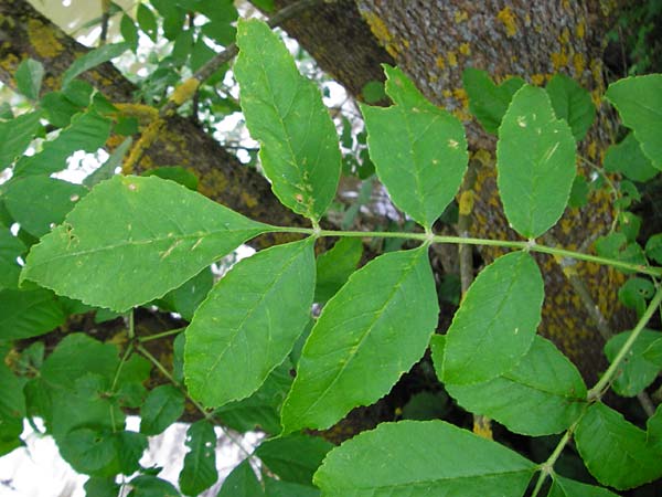 Fraxinus pennsylvanica / Green Ash, D Zwingenberg am Neckar 31.5.2015