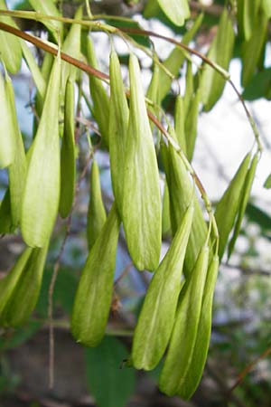 Fraxinus pennsylvanica / Green Ash, D Mannheim 20.7.2015