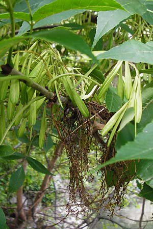 Fraxinus pennsylvanica \ Grn-Esche, Rot-Esche / Green Ash, D Mannheim 20.7.2015