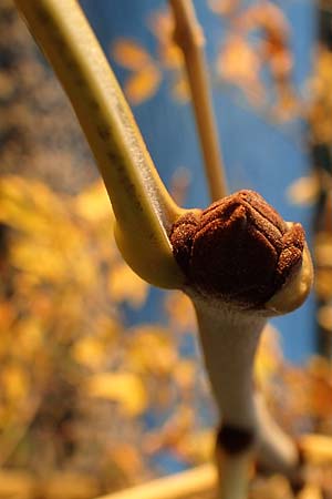 Fraxinus pennsylvanica \ Grn-Esche, Rot-Esche / Green Ash, D Biblis 28.9.2015