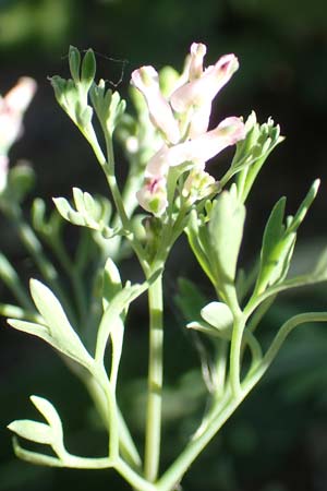 Fumaria parviflora \ Kleinbltiger Erdrauch, D Hochheim am Main 26.5.2017