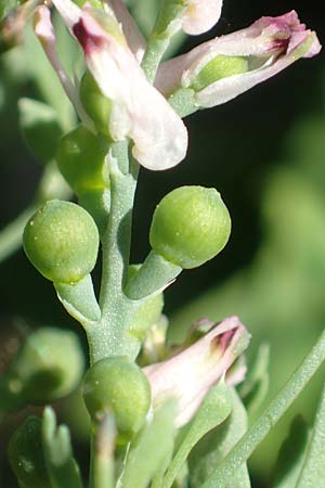 Fumaria parviflora \ Kleinbltiger Erdrauch, D Hochheim am Main 26.5.2017