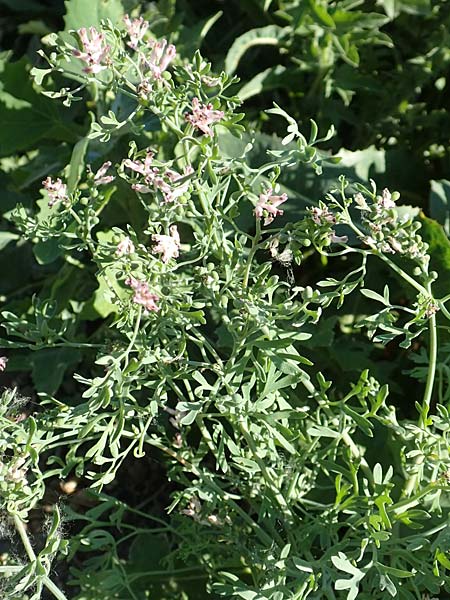 Fumaria parviflora \ Kleinbltiger Erdrauch, D Hochheim am Main 26.5.2017