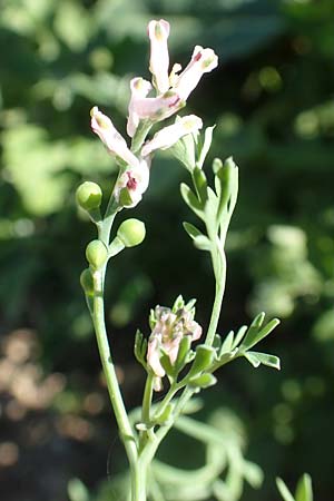 Fumaria parviflora \ Kleinbltiger Erdrauch / Fine-Leaved Fumitory, D Hochheim am Main 26.5.2017