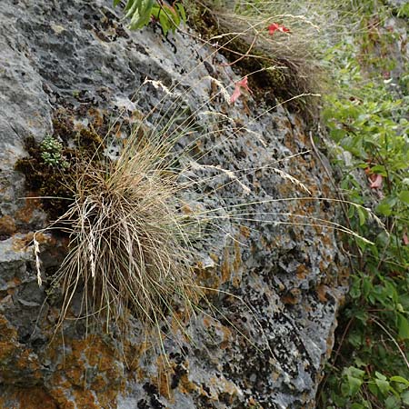 Festuca pallens \ Bleicher Schwingel, Bleich-Schwingel / Pale Fescue, D Istein 22.7.2017