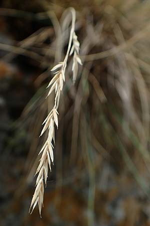 Festuca pallens \ Bleicher Schwingel, Bleich-Schwingel, D Istein 22.7.2017