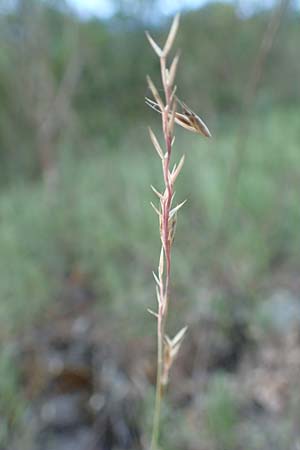 Festuca pallens \ Bleicher Schwingel, Bleich-Schwingel, D Winnweiler 30.5.2018