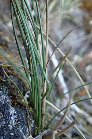 Festuca pallens \ Bleicher Schwingel, Bleich-Schwingel, D Winnweiler 30.5.2018