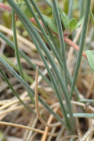 Festuca pallens \ Bleicher Schwingel, Bleich-Schwingel, D Fridingen 26.6.2018