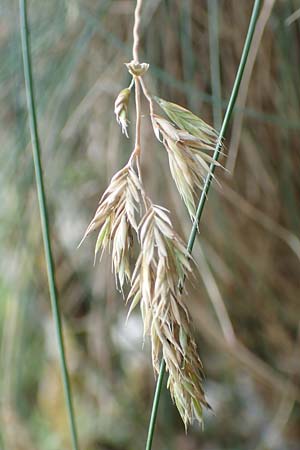 Festuca pallens \ Bleicher Schwingel, Bleich-Schwingel / Pale Fescue, D Beuron 26.6.2018