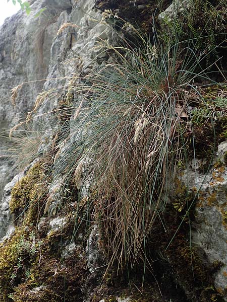 Festuca pallens \ Bleicher Schwingel, Bleich-Schwingel, D Beuron 26.6.2018