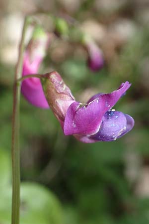 Lathyrus vernus / Spring Pea, D Königheim 3.5.2021