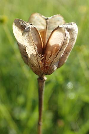 Fritillaria meleagris \ Gewhnliche Schachblume, Schachbrett-Blume / Fritillary, D Spessart, Jossa 21.6.2020