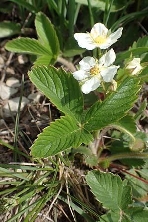 Fragaria viridis \ Knack-Erdbeere, Hgel-Erdbeere / Green Strawberry, D Königheim 3.5.2021