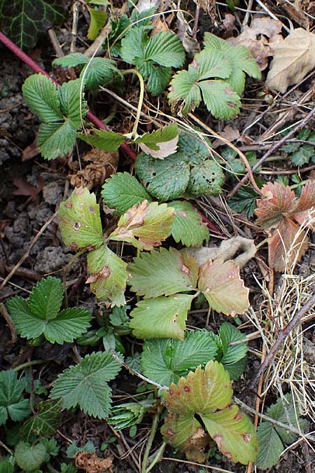 Fragaria iinumae x vesca \ Erdbeere 'Fontaine', D Hagen 12.3.2022