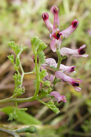 Fumaria vaillantii \ Blasser Erdrauch / Few-Flowered Fumitory, D Sinsheim 15.5.2015