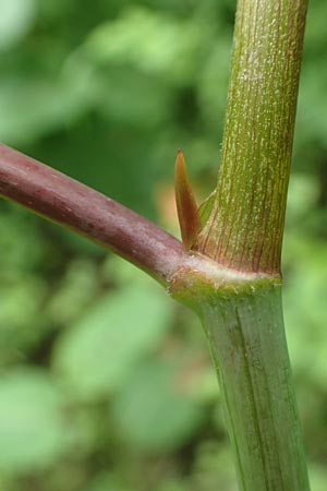 Fallopia sachalinensis \ Sachalin-Stauden-Knterich / Giant Knodweed, D Heidelberg 29.7.2016