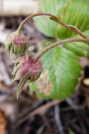 Fragaria viridis \ Knack-Erdbeere, Hgel-Erdbeere / Green Strawberry, D Östringen-Eichelberg 8.6.2015