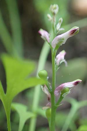 Fumaria vaillantii \ Blasser Erdrauch / Few-Flowered Fumitory, D Odenwald, Neunkirchen 29.9.2017