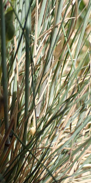 Festuca valesiaca \ Walliser Schwingel / Valais Fescue, D Grünstadt-Asselheim 26.4.2020