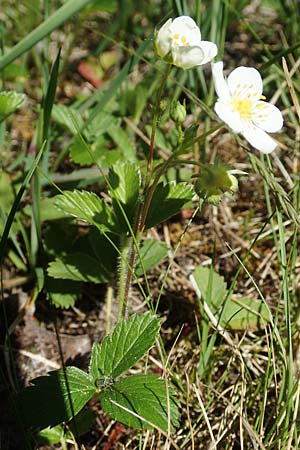 Fragaria viridis \ Knack-Erdbeere, Hügel-Erdbeere / Green Strawberry, D Kollerinsel 6.5.2020