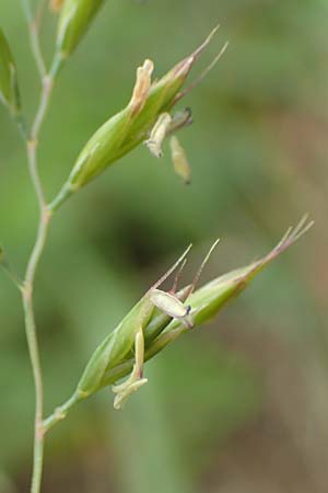 Festuca valesiaca \ Walliser Schwingel, D Grünstadt-Asselheim 25.5.2020