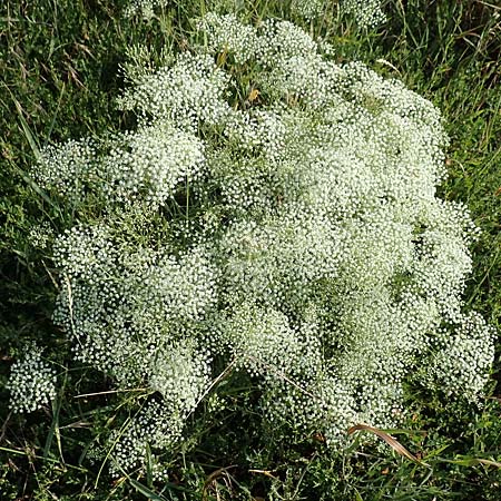 Falcaria vulgaris / Longleaf, D Eckelsheim 18.7.2020