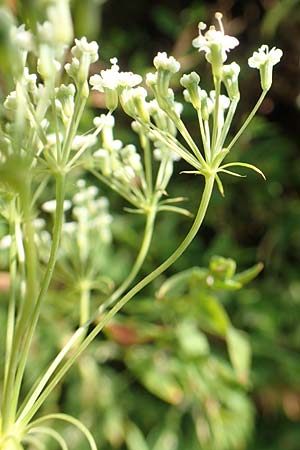 Falcaria vulgaris \ Sicheldolde / Longleaf, D Eckelsheim 18.7.2020