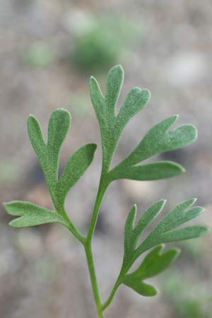 Fumaria vaillantii \ Blasser Erdrauch / Few-Flowered Fumitory, D Ludwigshafen 8.6.2021