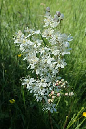 Filipendula vulgaris \ Knolliges Mdes / Dropword, D Neuleiningen 13.6.2021