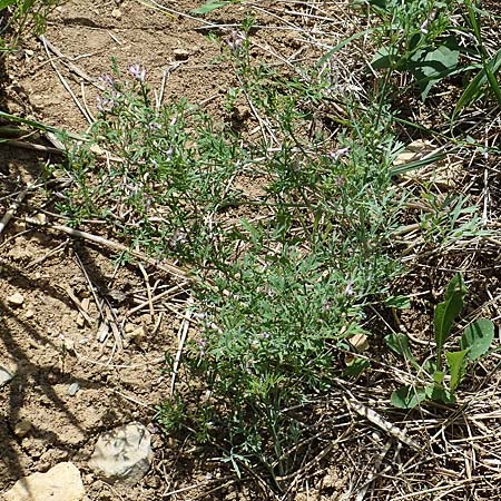 Fumaria vaillantii \ Blasser Erdrauch / Few-Flowered Fumitory, D Hardheim 28.5.2022