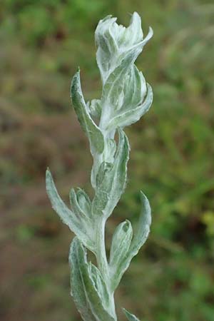 Filago germanica \ Deutsches Filzkraut / Common Cudweed, D Attendorn 1.8.2023