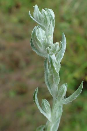 Filago germanica \ Deutsches Filzkraut / Common Cudweed, D Attendorn 1.8.2023