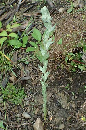 Filago germanica \ Deutsches Filzkraut / Common Cudweed, D Attendorn 1.8.2023